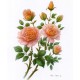 PRINT ROB POHL COLLECTION Pohl Wild Roses 2